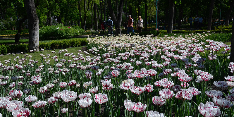 Дендропарк голландських тюльпанів у Кропивницькому